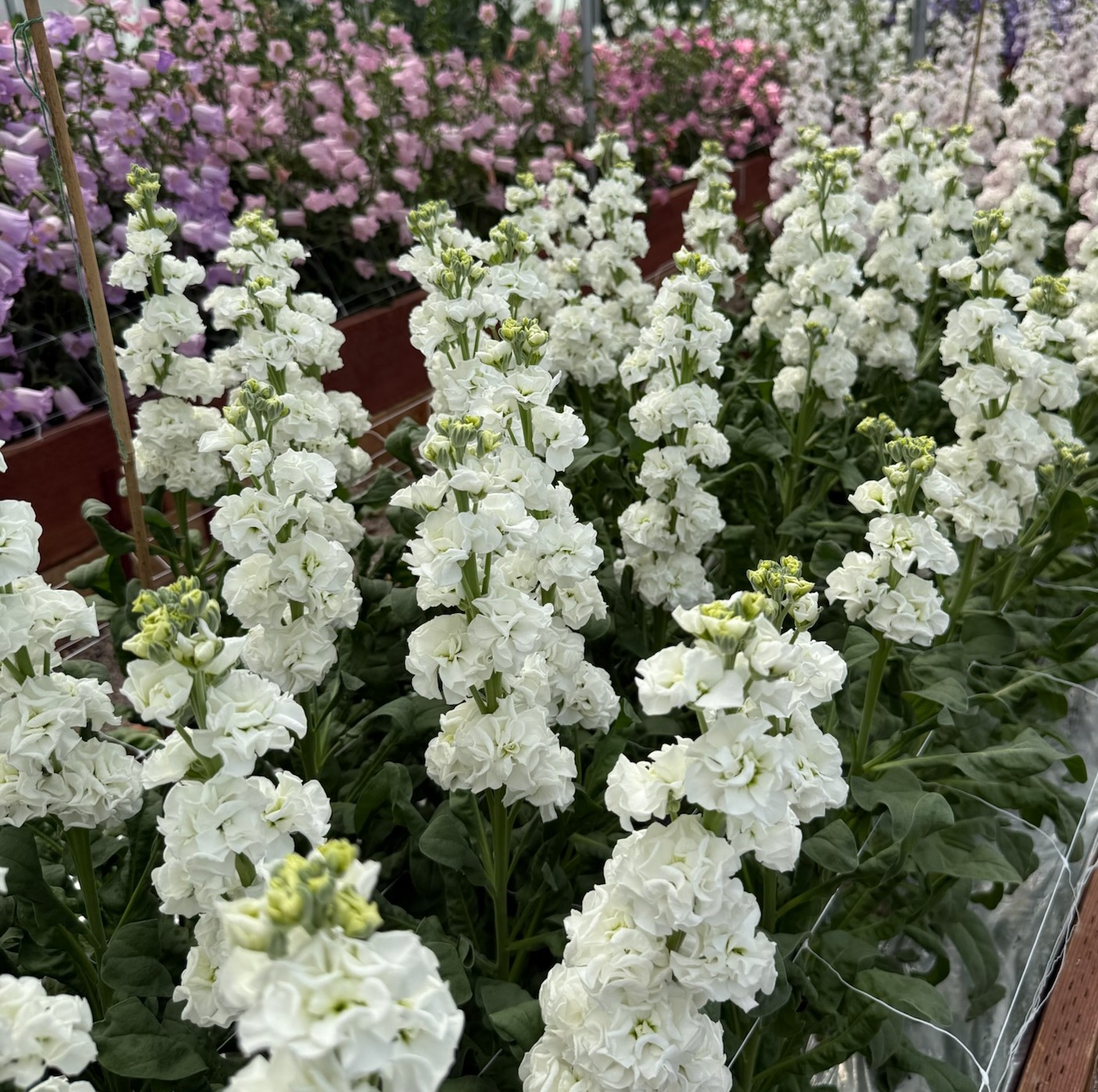 Floricultura Guáqueta Trading