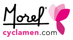 Morel Cyclamen
